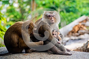 Monkey parents taking care of infant baby in Thailand. Macaca leonina. Northern Pig-tailed Macaque