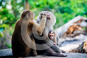 Monkey parents taking care of infant in Thailand. Macaca leonina. Northern Pig-tailed Macaque