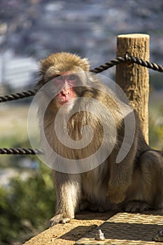 Monkey Park, Kyoto