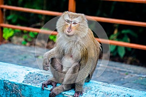 Monkey in the park in Phuket. Thailand. Macaca leonina. Northern Pig-tailed Macaque