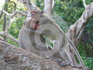 Monkey in pavilion