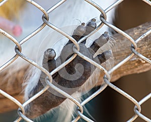 Monkey paw in a zoo cage.