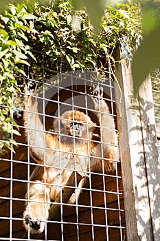 Monkey perched on  a metal cage as it stands upright on its hind legs, looking out