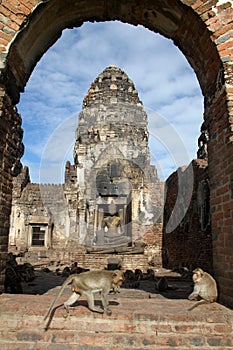 Monkey in Phra Prang Sam Yot