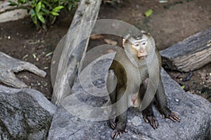 Monkey (Pig-tailed macaque)