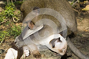 Monkey playing with a cat