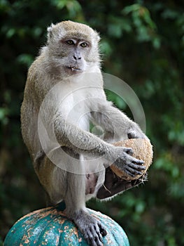 A Monkey Playing with a Coconut