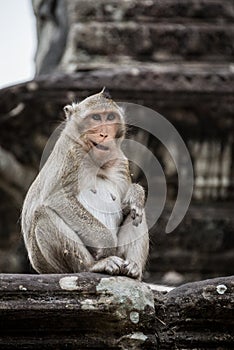 Monkey playing and having fun at Ankor Wat temple.