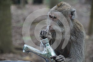 Monkey playing with tap