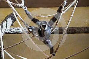 Monkey plays on rope