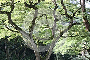 Monkey Pod Tree
