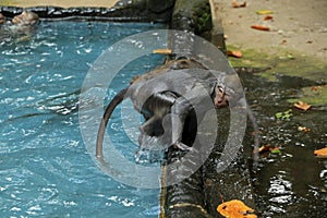 Monkey pool in Bukit Sari Temple