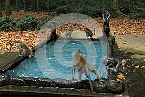 Monkey pool in Bukit Sari Temple