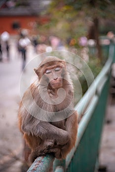 The monkey portrait