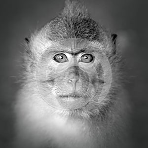 Monkey portrait