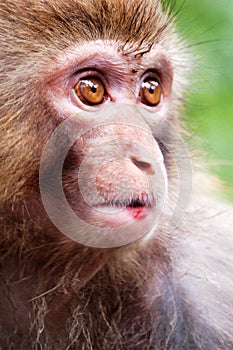 Monkey portrait