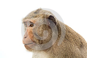 Monkey of portrait isolated white background