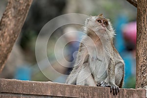 Monkey portrait, Krabi, Thailand