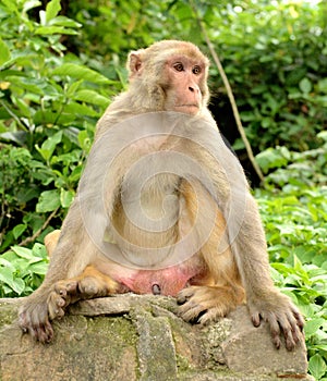 Monkey portrait at Monkey Temple