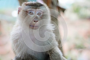 Monkey portrait in Phuket, Thailand.