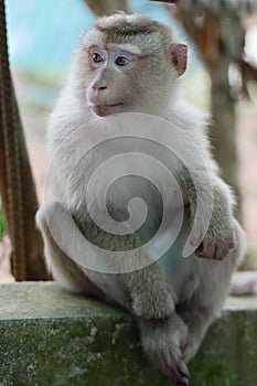 Monkey portrait in Thailand.