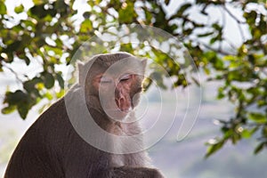 Monkey portrait in wildlife sitting under on the tree in tropical forest . Monkey in the nature. The rhesus macaque monkey