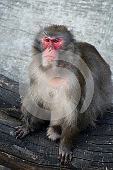 Monkey portrat taken at Moscow zoo.
