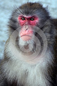 Monkey portrat taken at Moscow zoo.