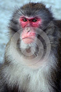 Monkey portrat taken at Moscow zoo. photo