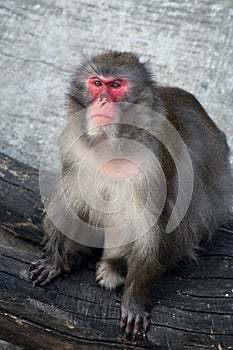 Monkey portrat taken at Moscow zoo. photo