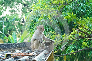 Monkey with a pose
