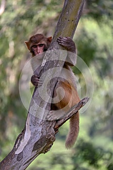Monkey pose cute pic photo