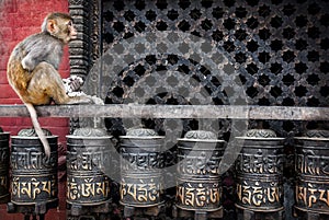 Monkey on prayer wheels in Nepal