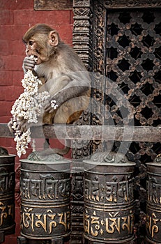 Monkey on prayer wheels in Nepal