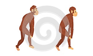 Monkey or Primate as Human Evolution Stage and Gradual Development Vector Set