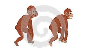Monkey or Primate as Human Evolution Stage and Gradual Development Vector Set