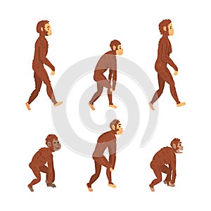 Monkey or Primate as Human Evolution Stage and Gradual Development Vector Set