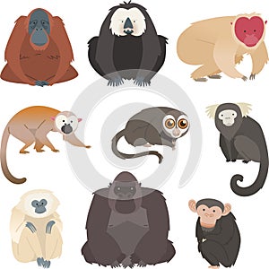 Monkey and primate collection