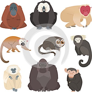 Monkey and primate collection photo