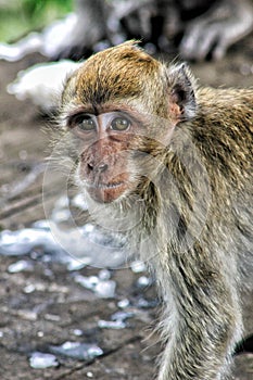 Monkey primates indonesia photo