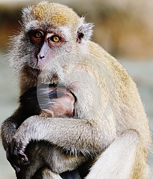 Monkey protecting its child