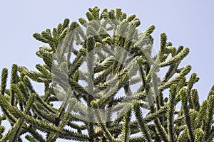 Monkey puzzle