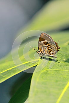 Monkey puzzle butterfly is sitting on a green leaf in summertime photo