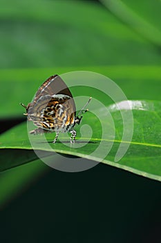 monkey puzzle butterfly (rathinda amor) sitting on a leaf in tropical rainforest