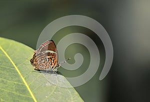 Monkey puzzle butterfly is sitting on a green leaf in summertime photo