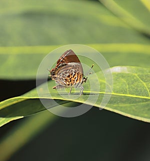 Monkey puzzle butterfly is sitting on a green leaf in summertime photo