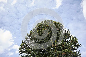 Monkey puzzle tree