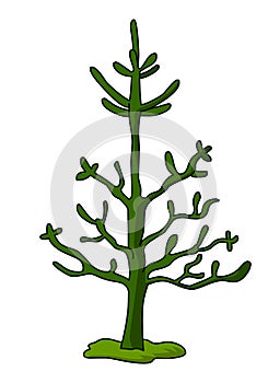 Monkey Puzzle Tree illustration vector