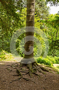 Monkey puzzle tree stump from walk to Aira Force waterfall Ullswater Valley Lake District Cumbria England UK