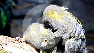 Monkey Pygmy Marmoset Cebuella Pygmaea removing fleas from his fellow